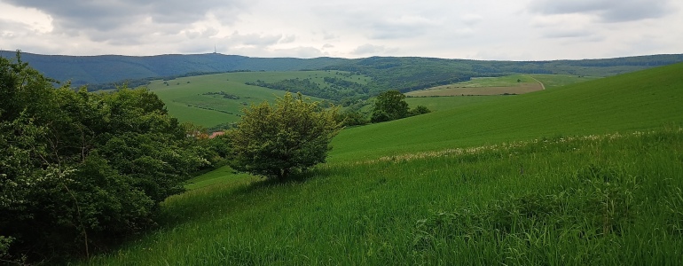 Kopcovitá krajina s keři.