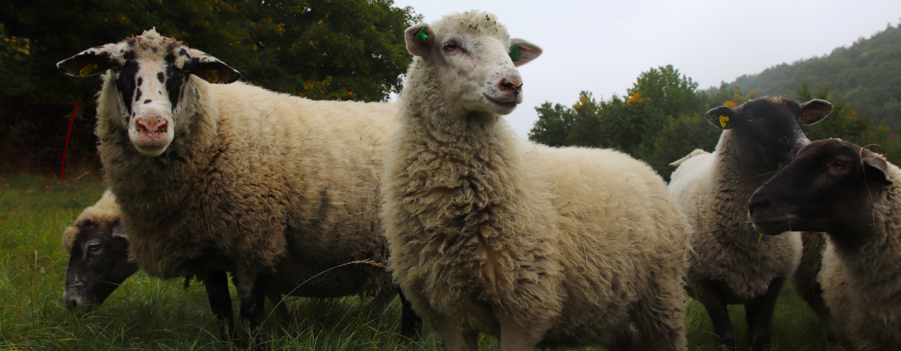 Ovce na pastvině, foto: Ondřej Nitsch