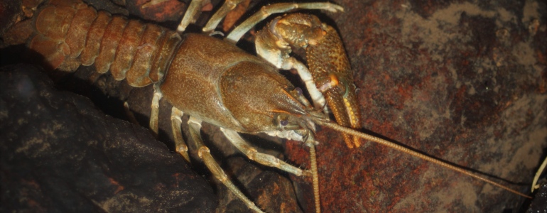 Stone Crayfish in water.