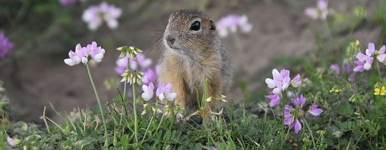 Ground Squirrel, photo: Tereza Brzobohatá