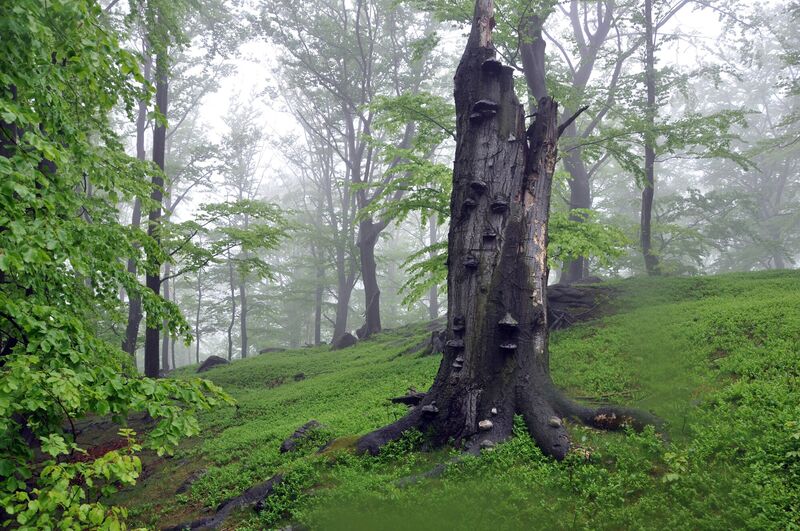 Jizera Mountain Beech Fores, photo Jiří Hušek jr.