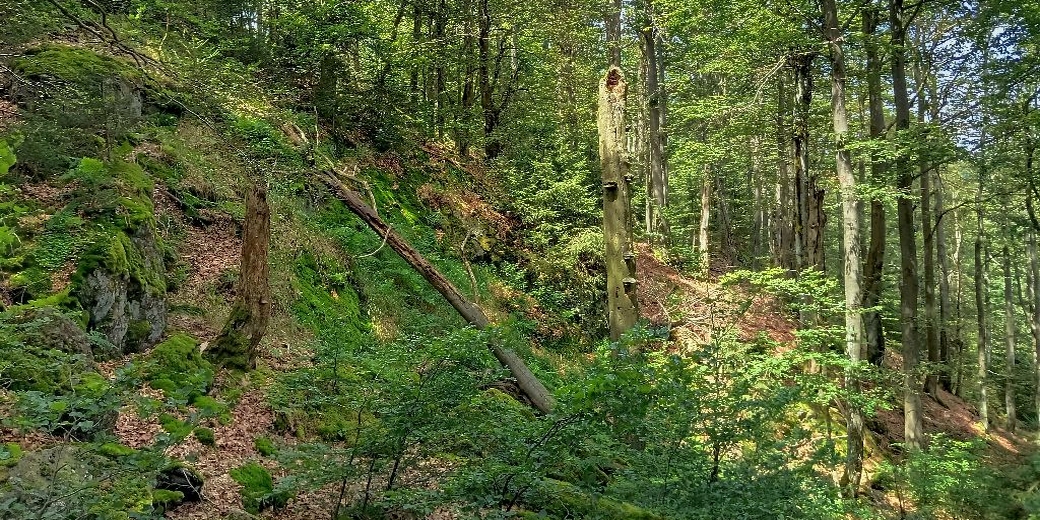 Přírodní rezervace Dlouhá skála