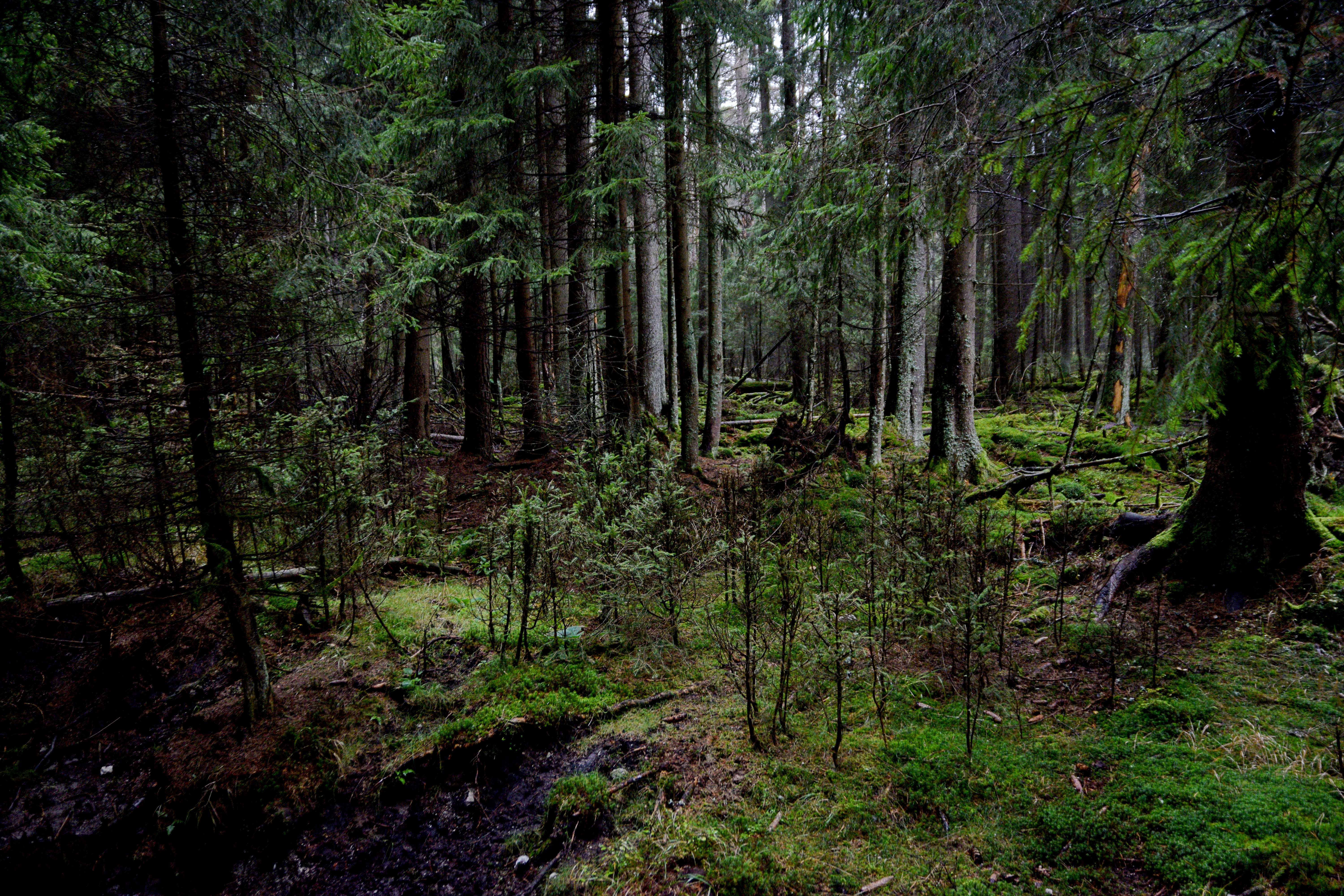 lesní rašeliniště v  přírodní rezevaci Pavlova Huť