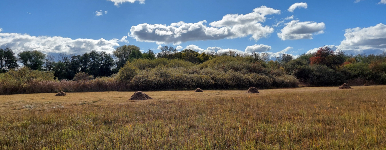 Shrabaná stařina v národní přírodní památce Polabská černava.