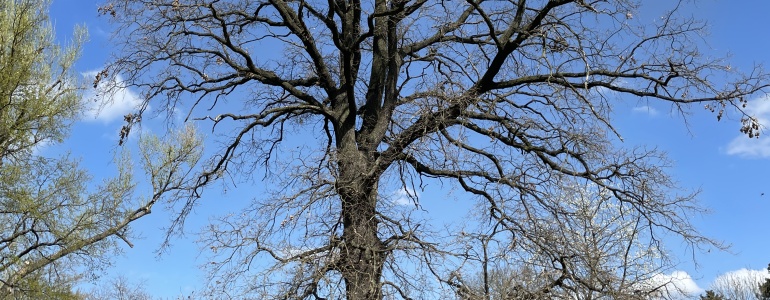 Novákův dub - záběr na kmen.