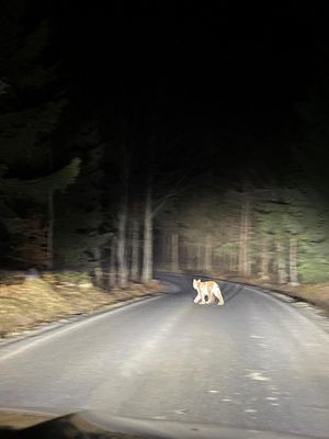 Rys přechází za tmy silnici v lese.