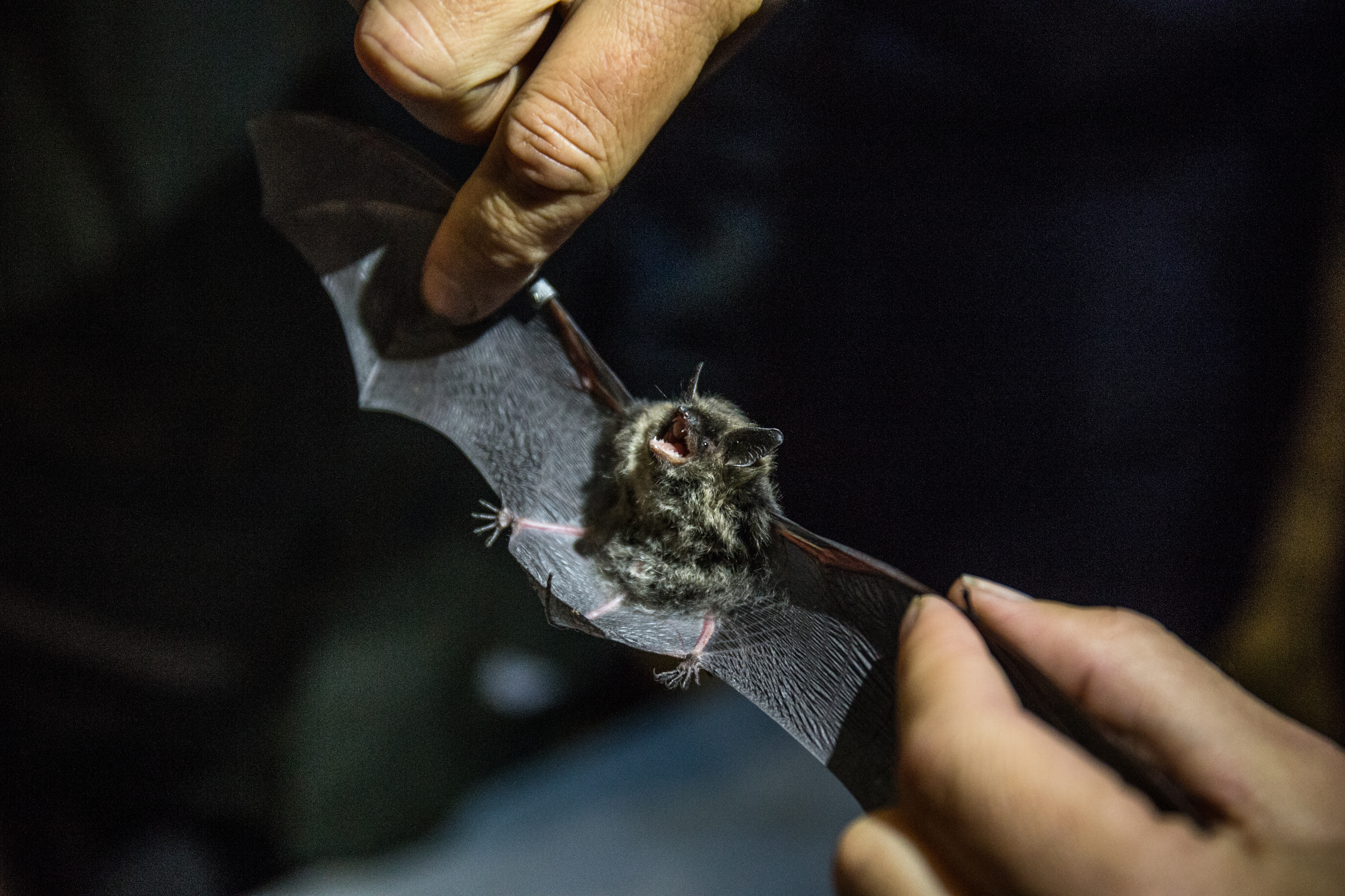 Netopýří noc_J.Rund