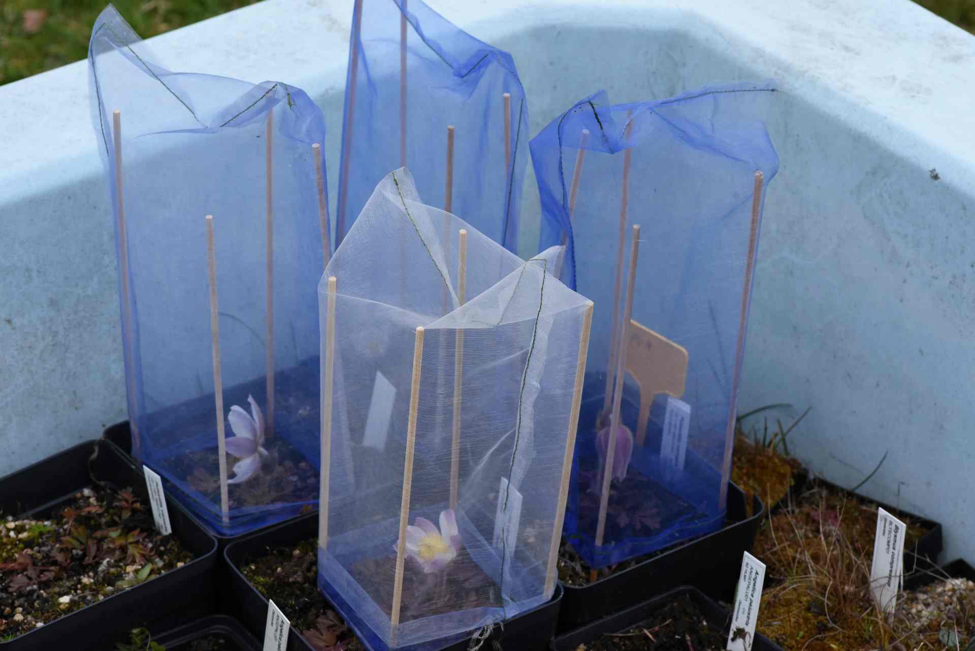 Koniklec jarní. Autor: Jana Navrátilová