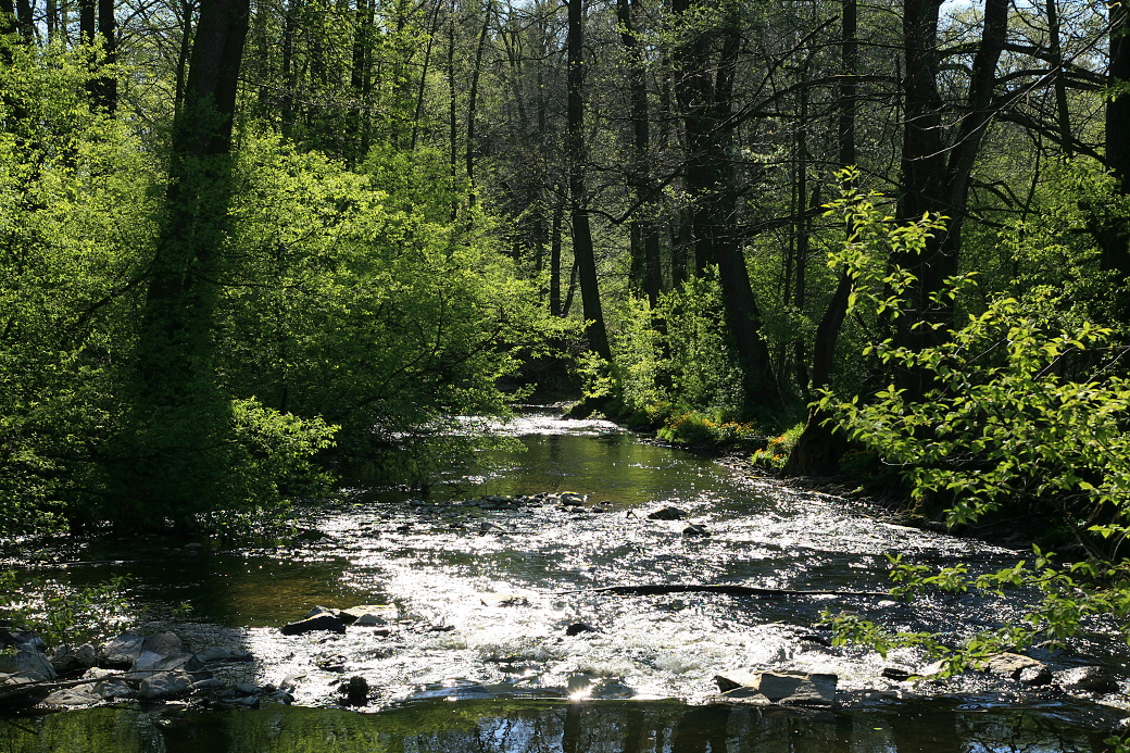 Doubrava v přírodní rezervaci Svatomariánské údolí.