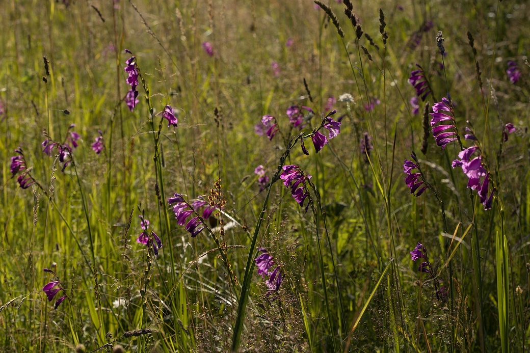 Strádovka přírodní rezervace s podmáčenou pcháčovou loukou s výskytem měčíku střechovitého.