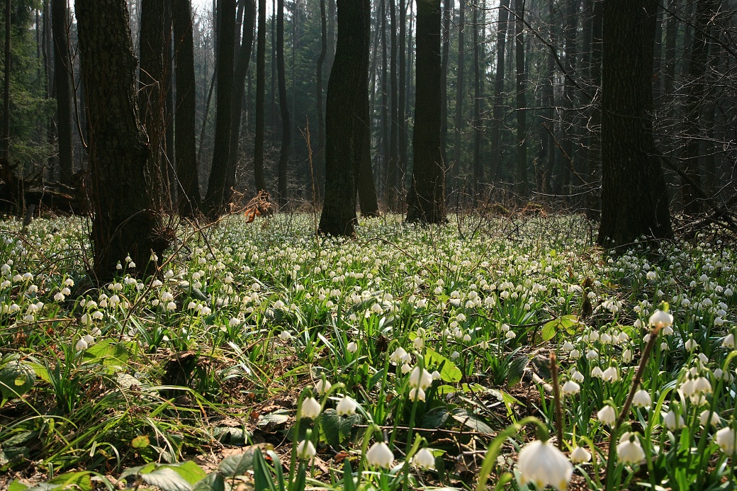 V předjaří olšiny zaplaví moře květů bledulí jarních.