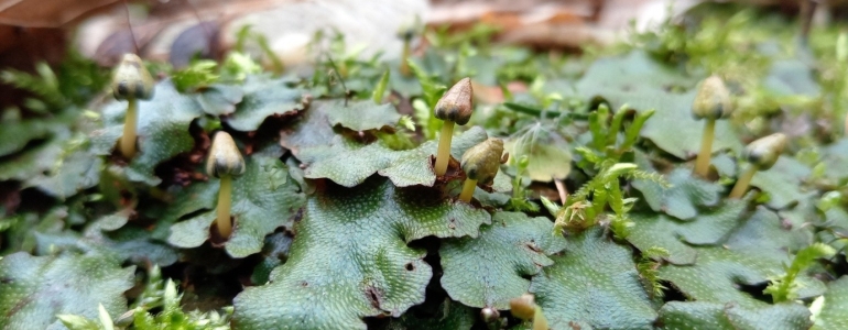 mřížkovec kuželovitý (Conocephalum conicum)